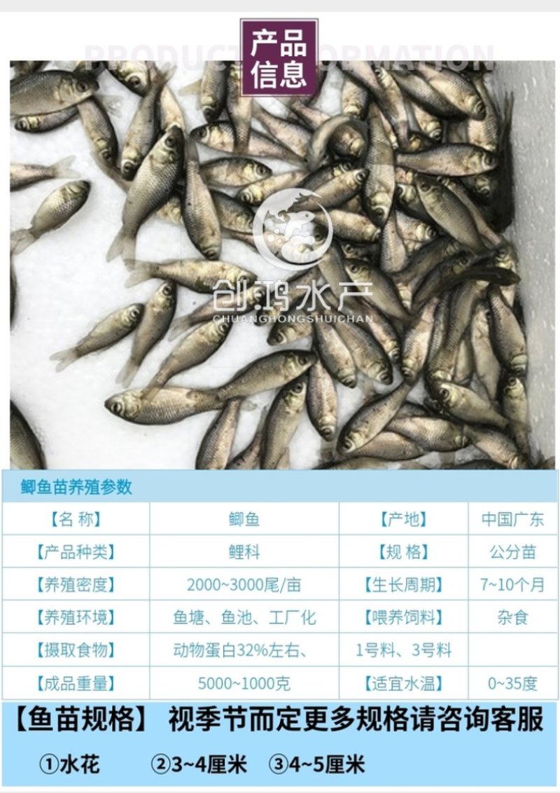 【特价销售】鲫鱼鱼苗中科三号鲫鱼苗白鲫鱼苗东北鲫