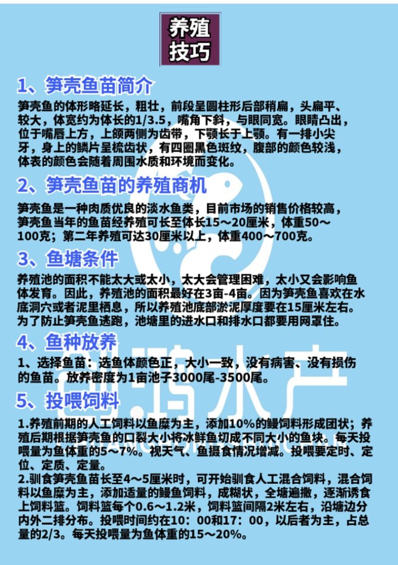 【基地直销】泰国笋壳鱼苗云斑尖塘鳢淡水养殖