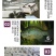 2023新苗蓝腮太阳鱼鱼苗杂交太阳鱼苗淡水鱼苗