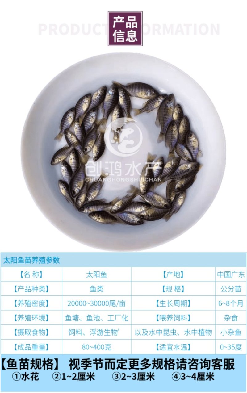 2023新苗蓝腮太阳鱼鱼苗杂交太阳鱼苗淡水鱼苗