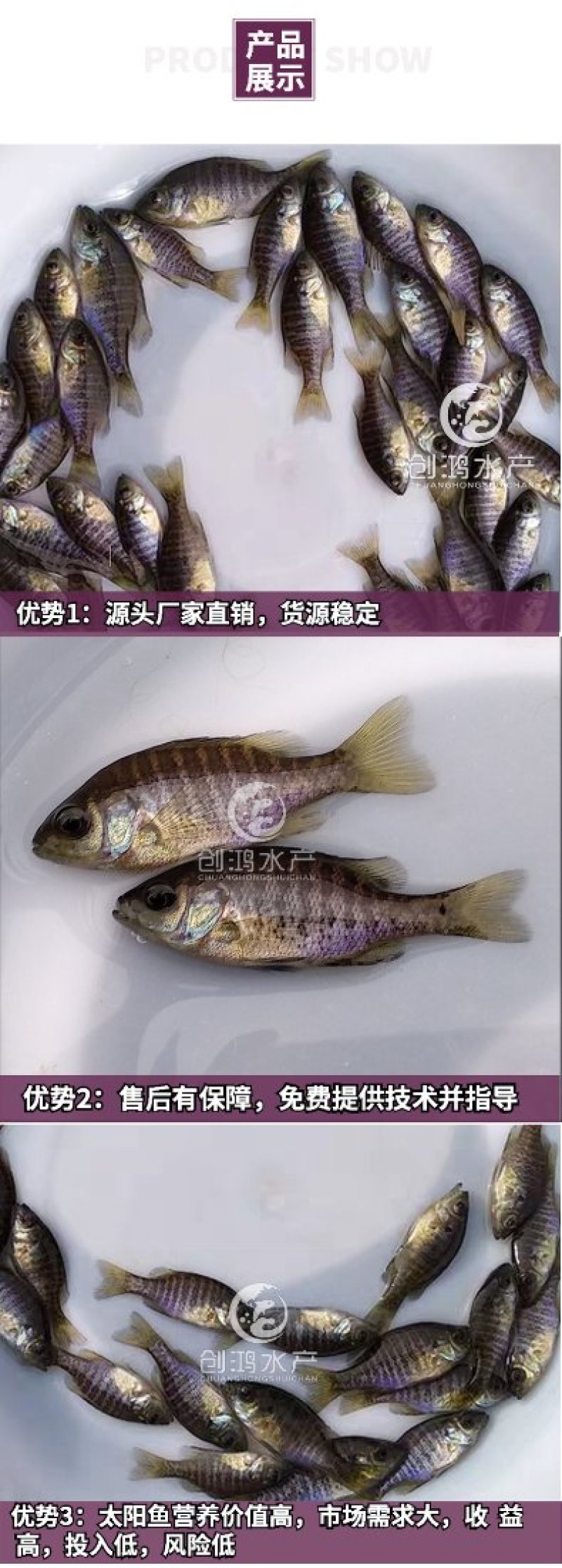2023新苗蓝腮太阳鱼鱼苗杂交太阳鱼苗淡水鱼苗