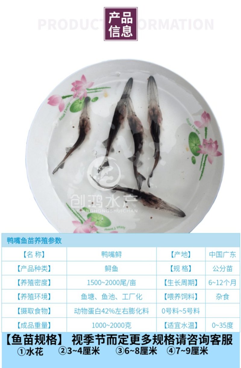 【苗场直供】优质鸭嘴寻鱼苗鸭嘴鱼苗美国匙吻寻鱼苗