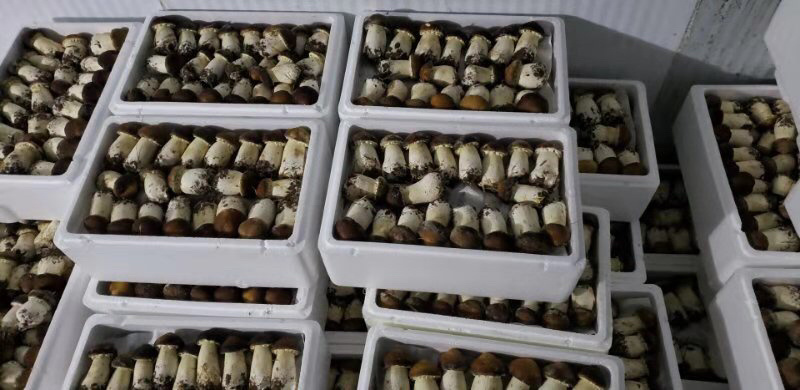 球盖菇做标准，做诚信，，