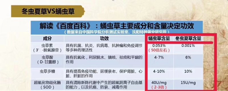 蛹虫草