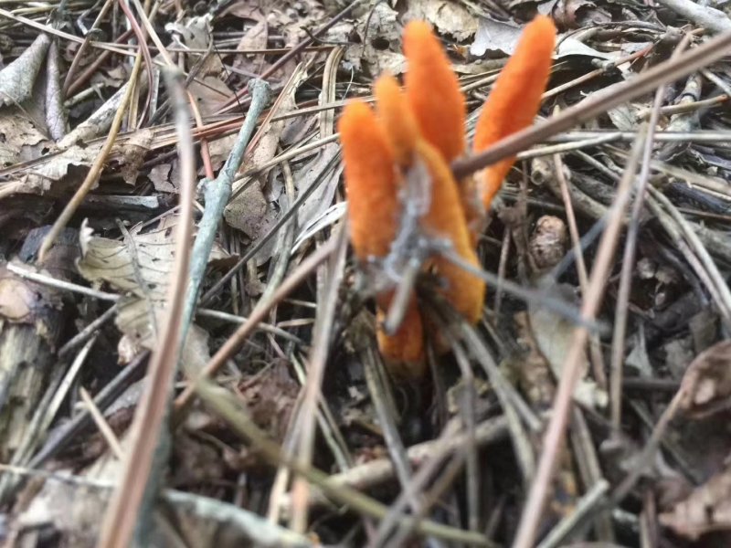 蛹虫草