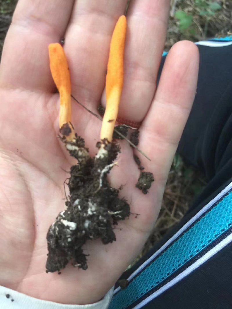 蛹虫草