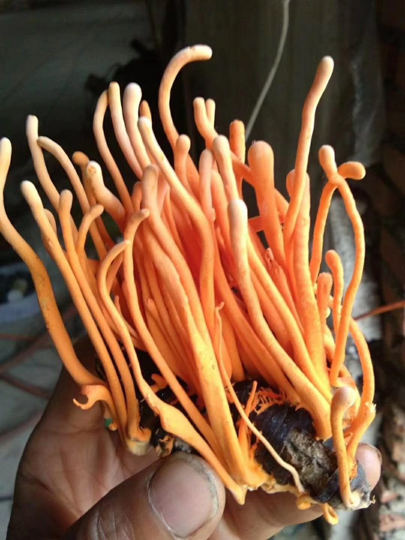 蛹虫草
