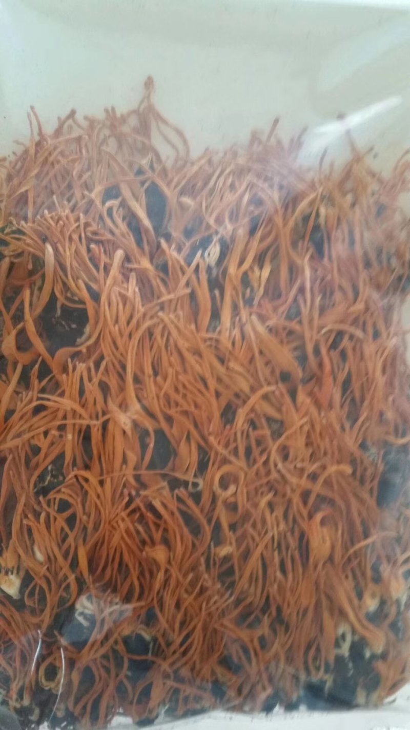 蛹虫草