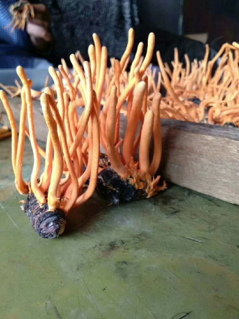 蛹虫草