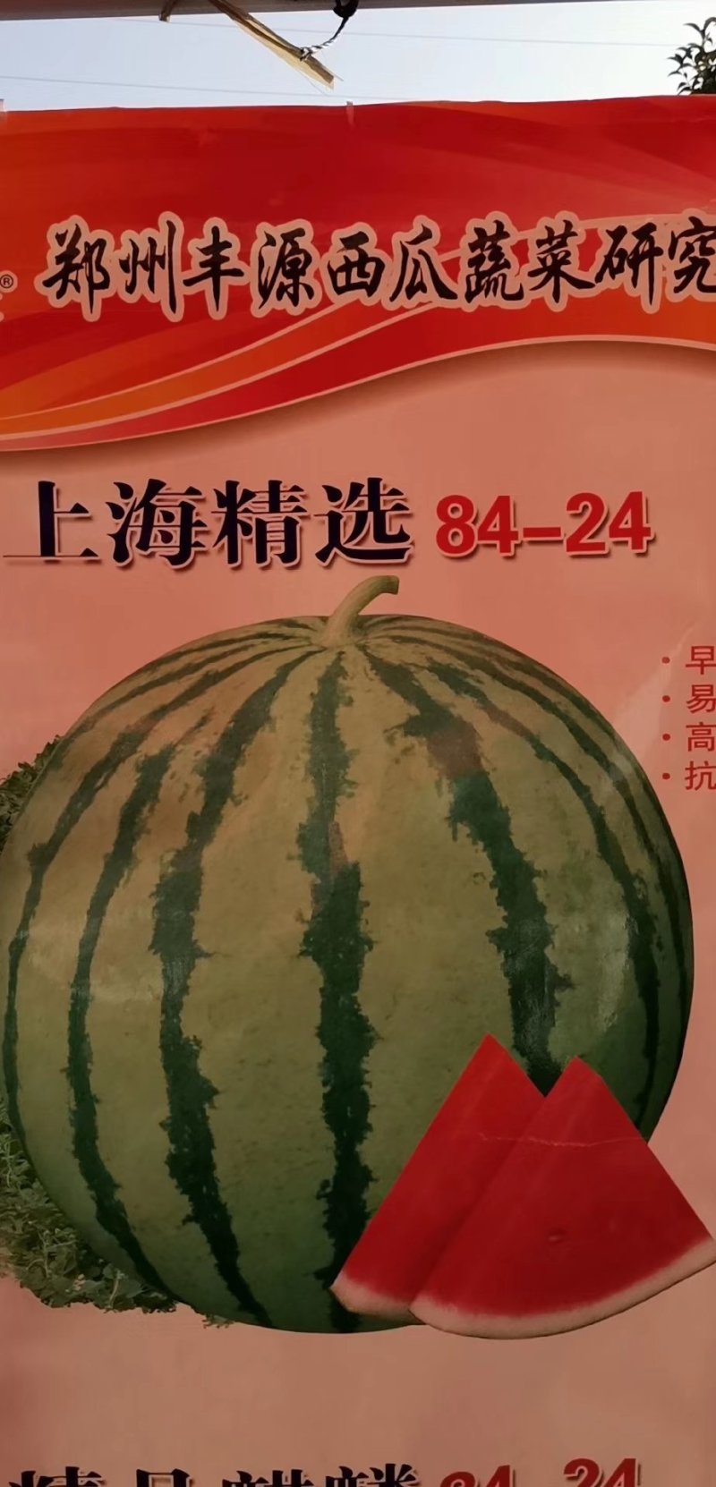 西瓜种子改良8424种子美都