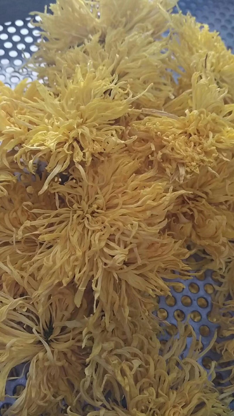 金丝皇菊