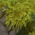 金丝皇菊