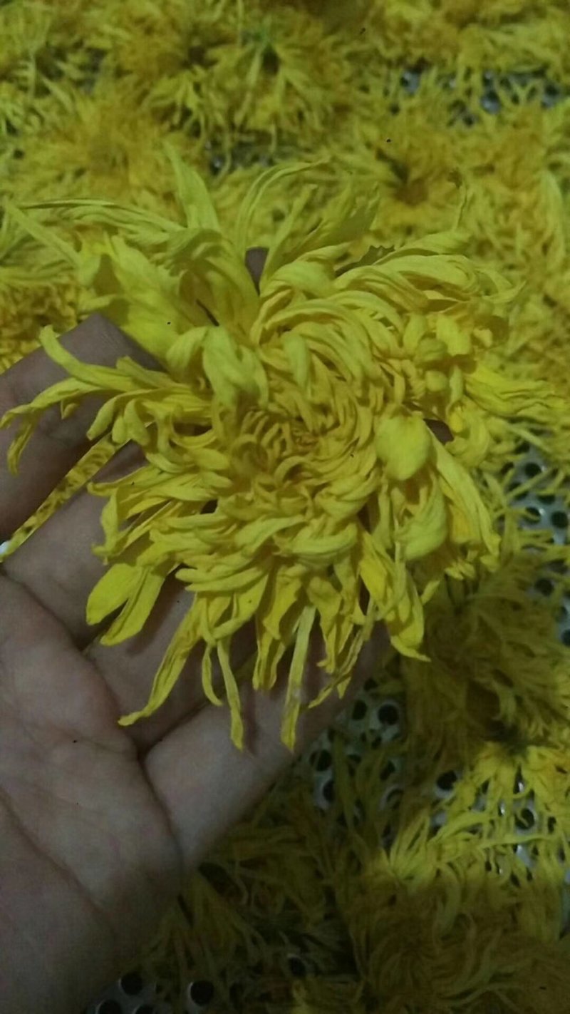 金丝皇菊