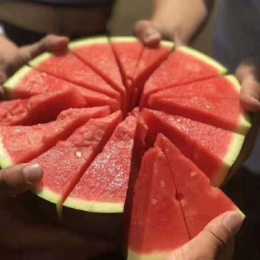 优质西瓜苗嫁接西瓜苗京欣甜王美都