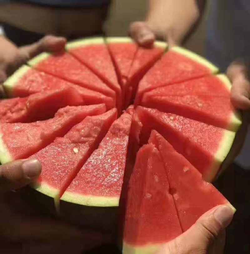 优质西瓜苗嫁接西瓜苗京欣甜王美都