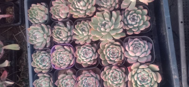 新蔡县友家多肉植物大棚