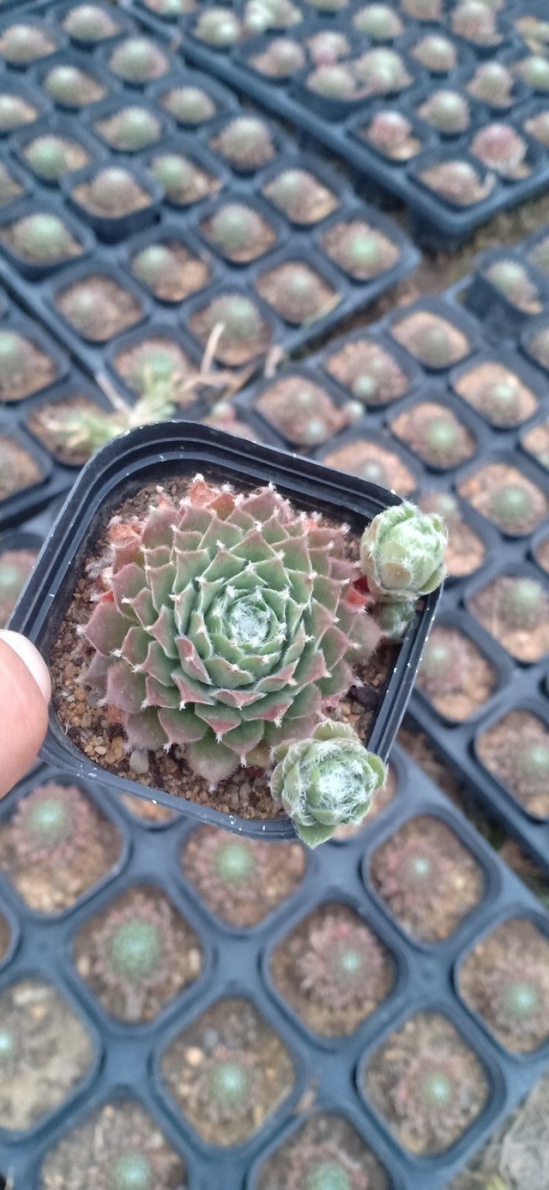 新蔡县友家多肉植物大棚