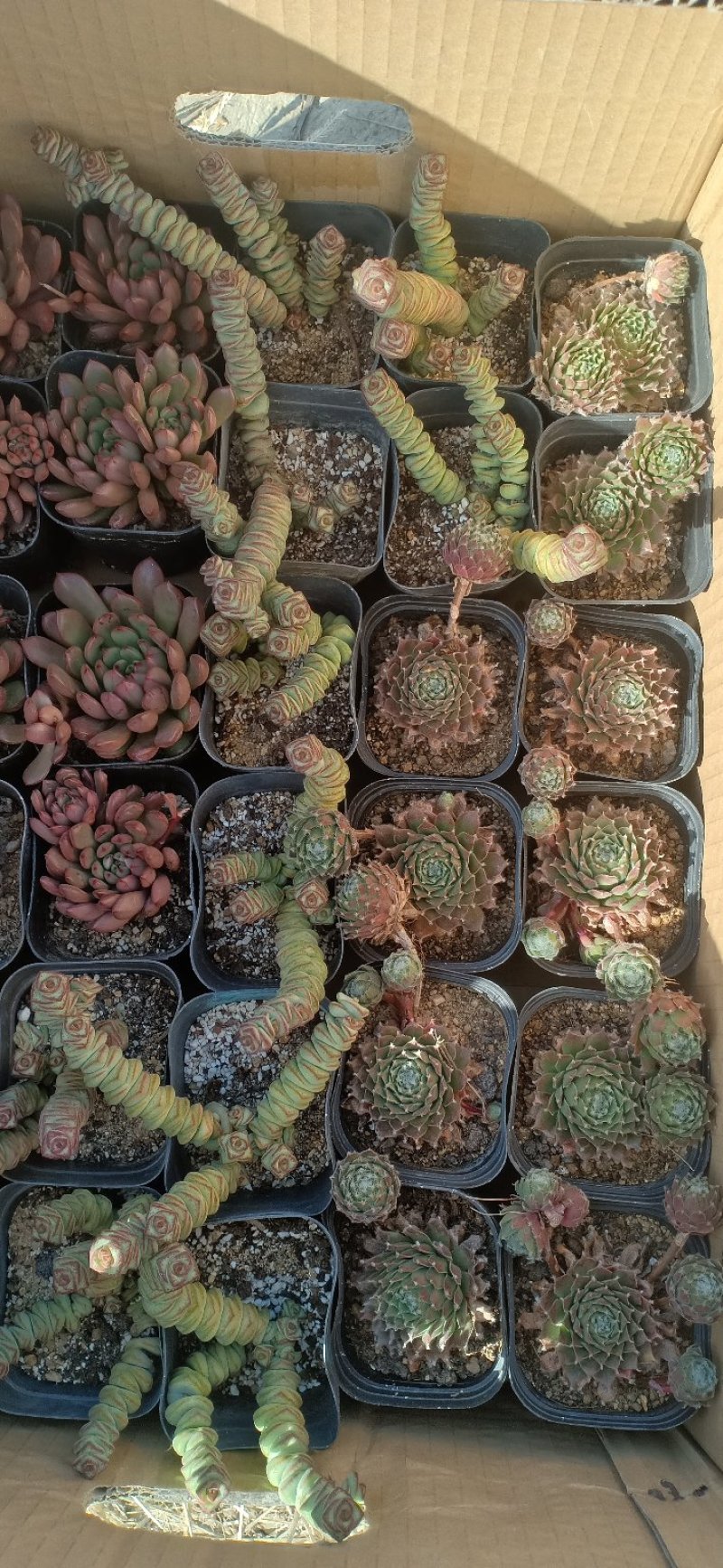 新蔡县友家多肉植物大棚
