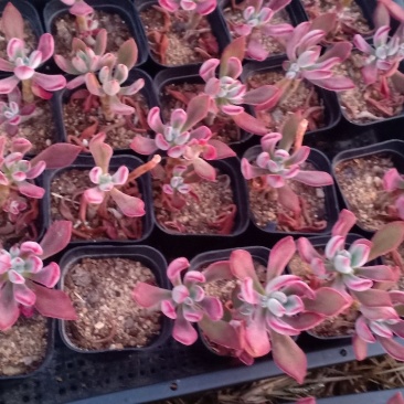 新蔡县友家多肉植物大棚
