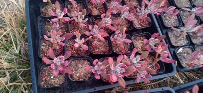 新蔡县友家多肉植物大棚