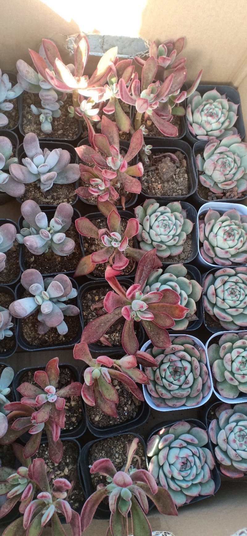 新蔡县友家多肉植物大棚