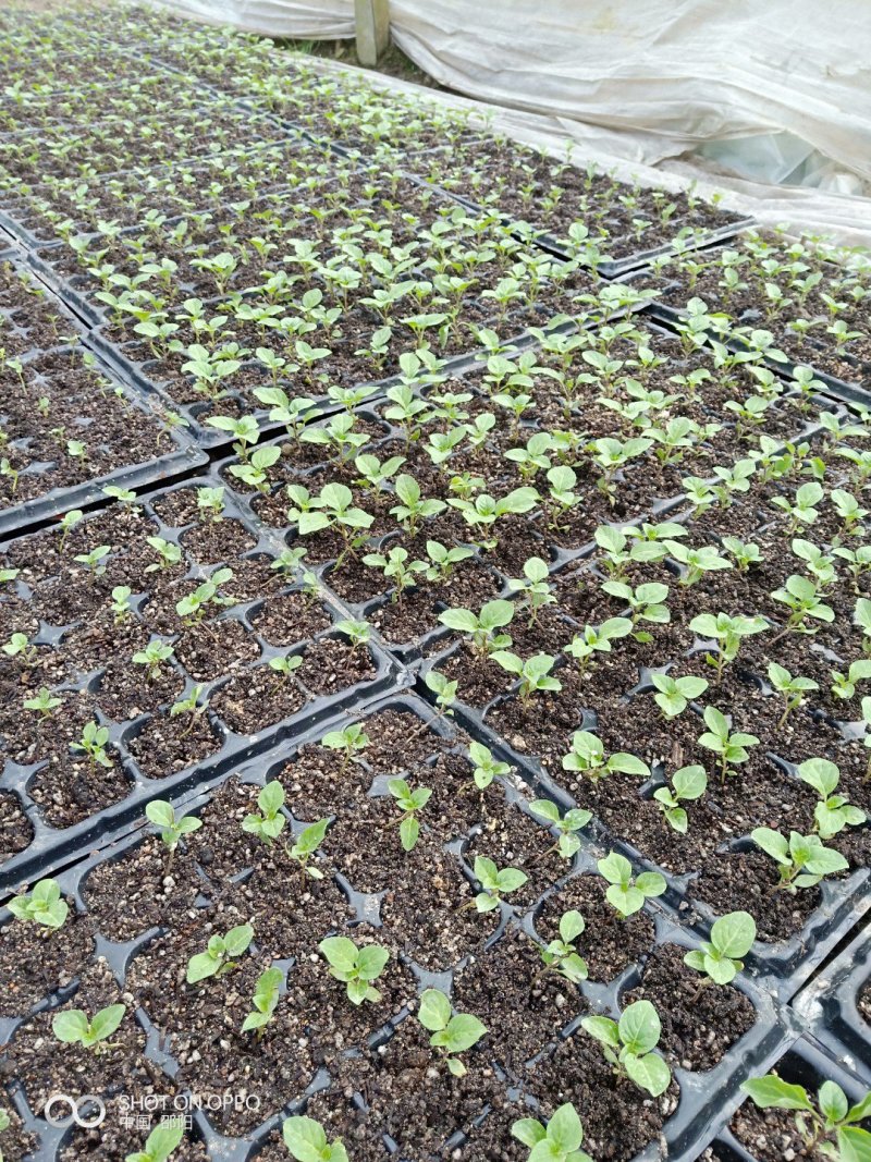 基地直供湖南高优七彩椒苗，泡椒苗，常年接受预定及代育等。