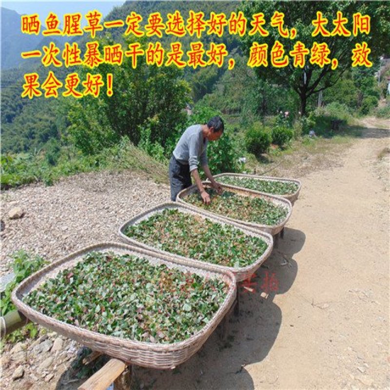 鱼腥草野生鱼腥草无硫无杂质正品保证非便宜货