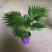 【精品蒲葵】棕榈植物园林绿化品种丰富欢迎进店选购