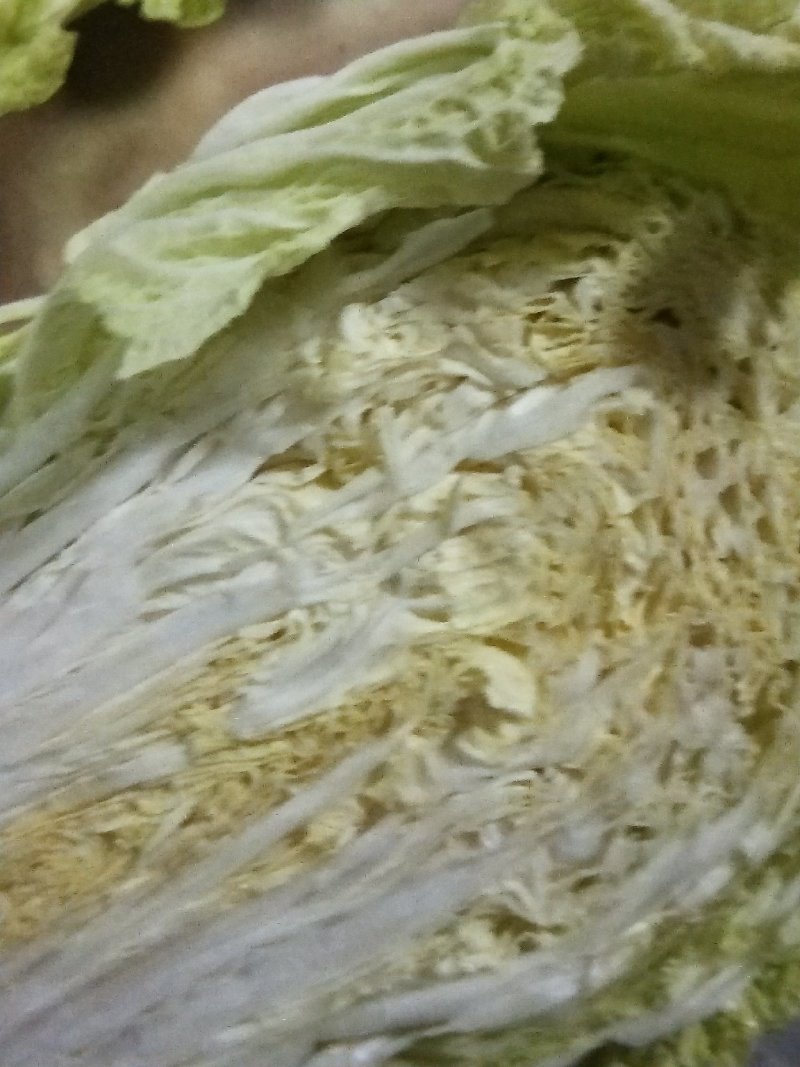 自家种的白菜