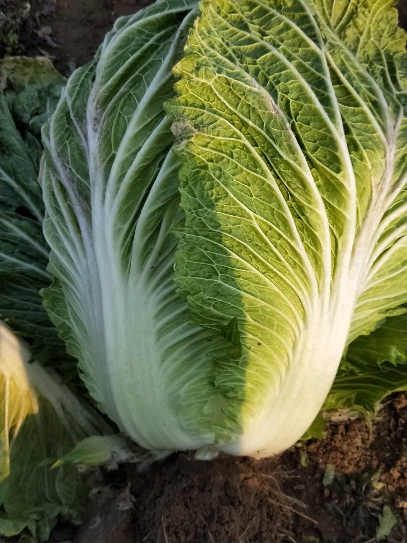 自家种的白菜