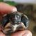 【🔥草龟】外塘生态冷水养殖草龟4克至2两一条龙服务