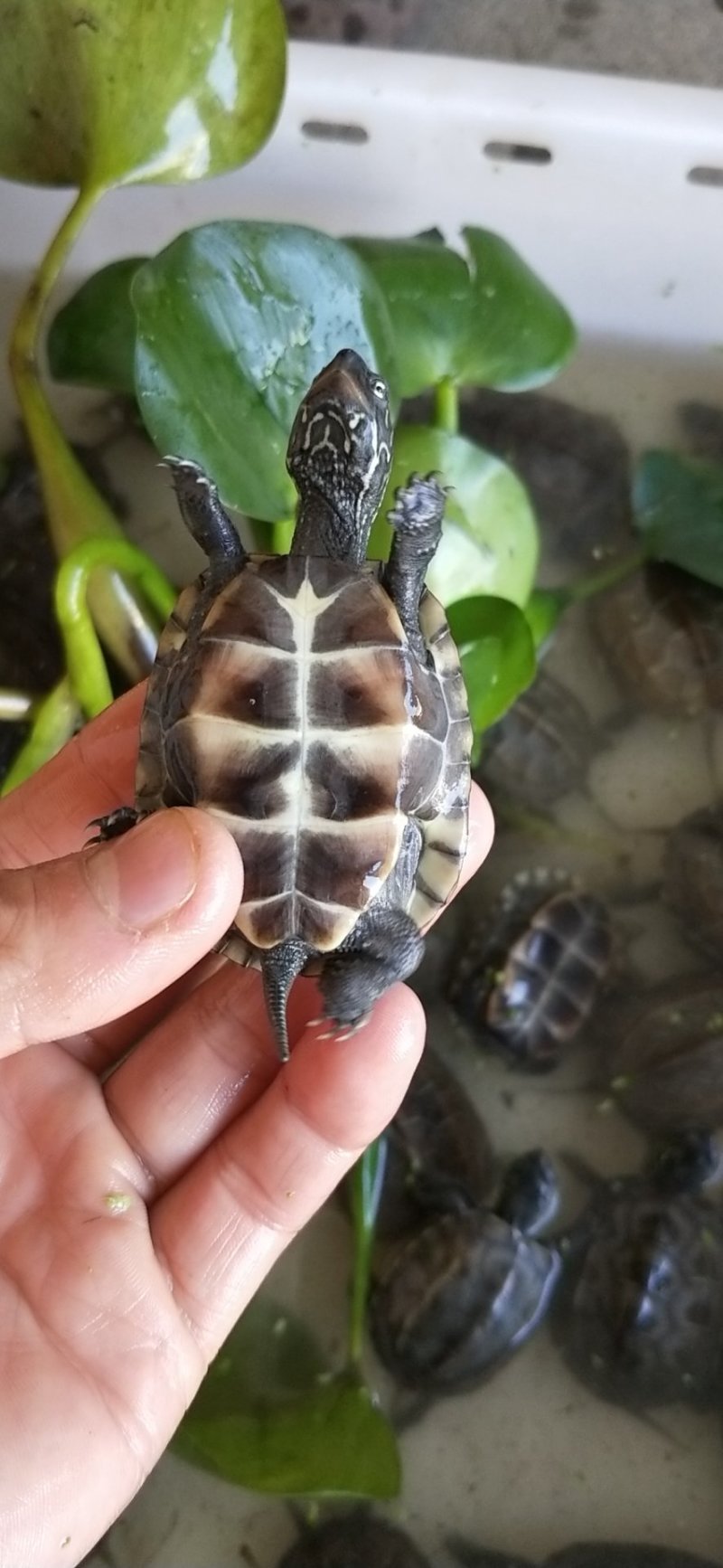 【草龟】外塘冷水生态养殖草龟黑腹金线包邮