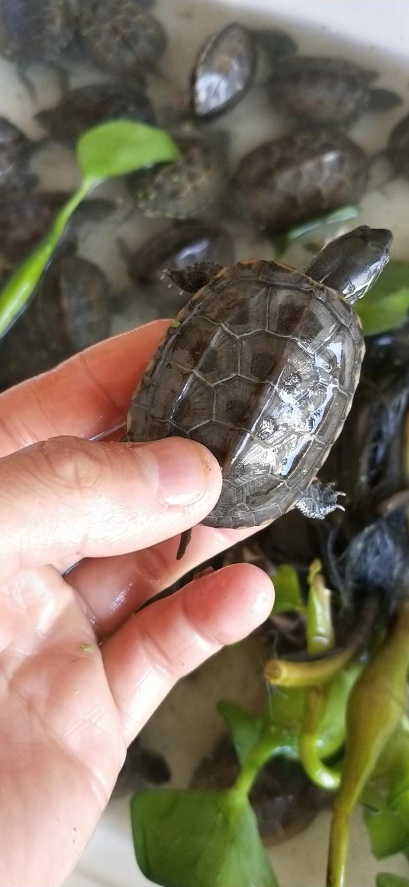 【🔥草龟】外塘生态冷水养殖草龟4克至2两一条龙服务