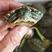 【巴西龟】巴西龟外塘养殖8-50克量大从优