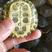 【巴西龟】巴西龟外塘养殖8-50克量大从优