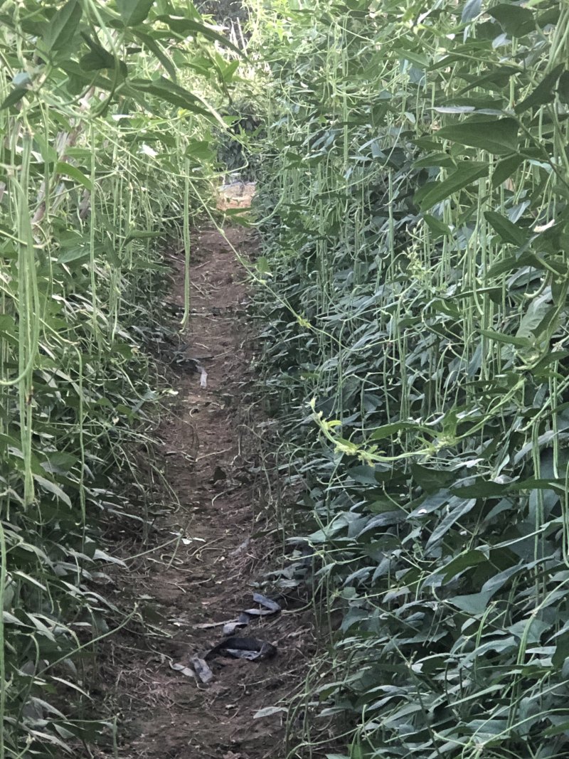 江豆