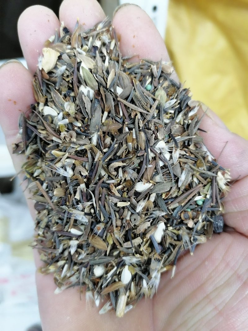 四季播种野花组合种子多年生花种子四季开花籽花卉种子花海绿