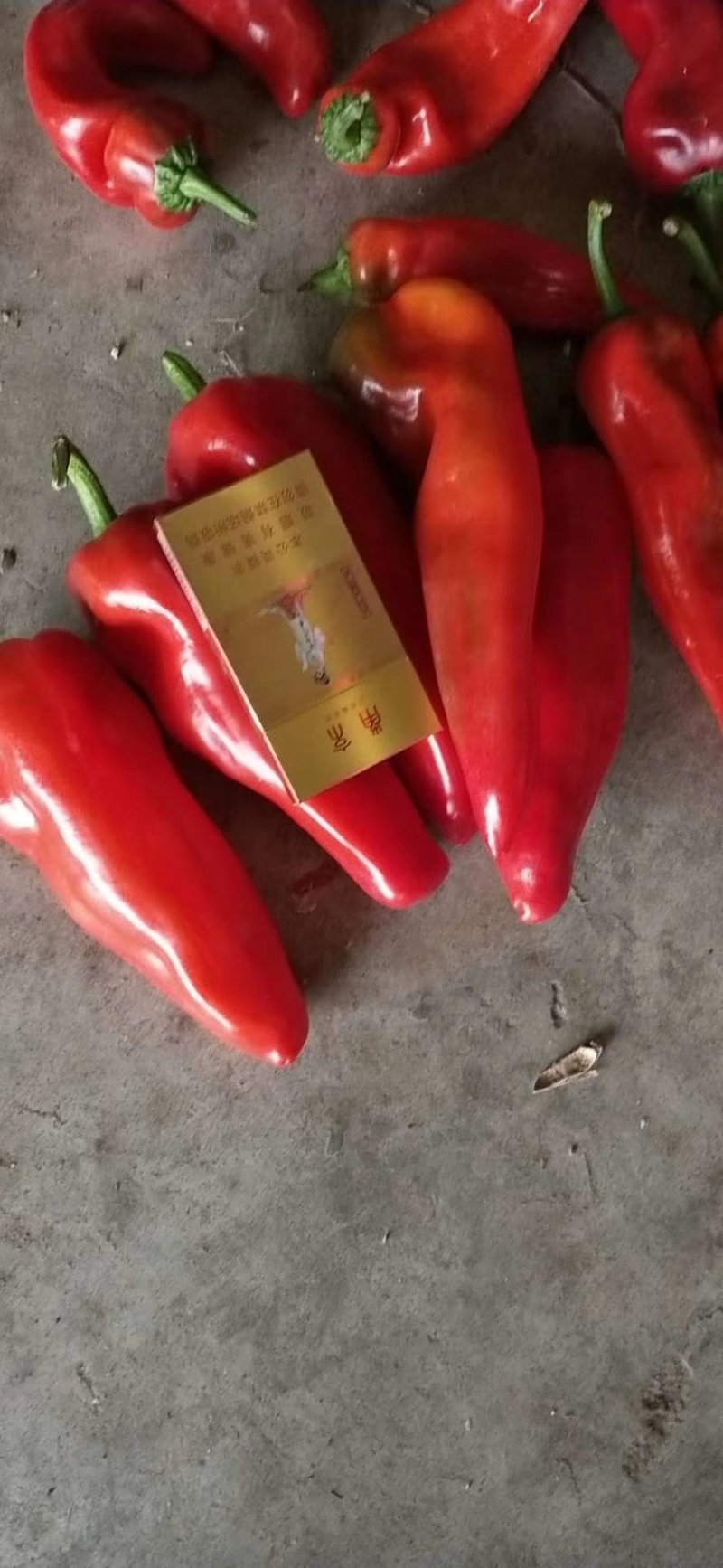 精品红椒