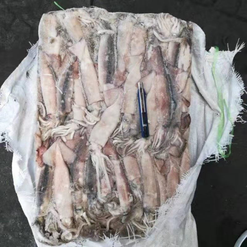 真鱿