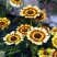 花环菊种子混色花卉种子景观绿化草花种子四季易