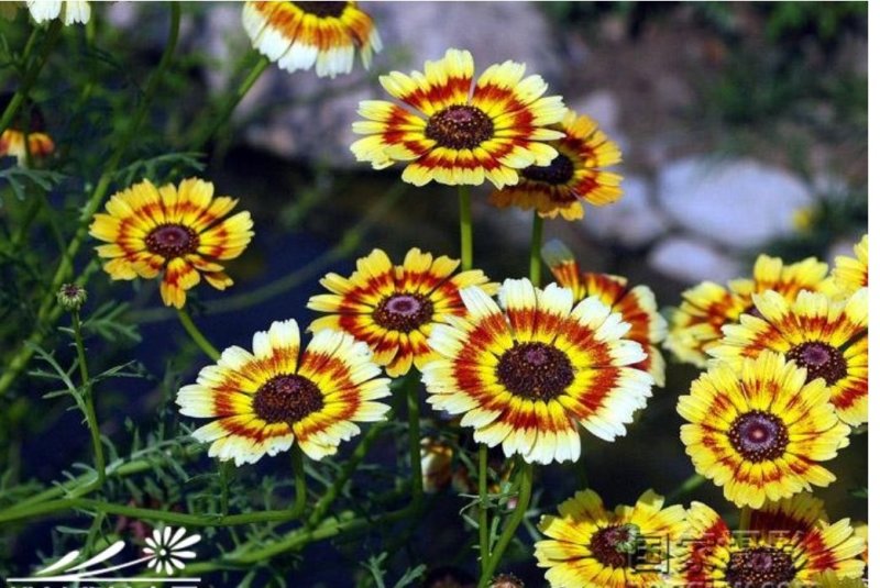 花环菊种子混色花卉种子景观绿化草花种子四季易
