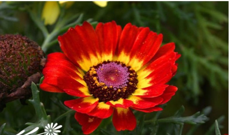 花环菊种子混色花卉种子景观绿化草花种子四季易
