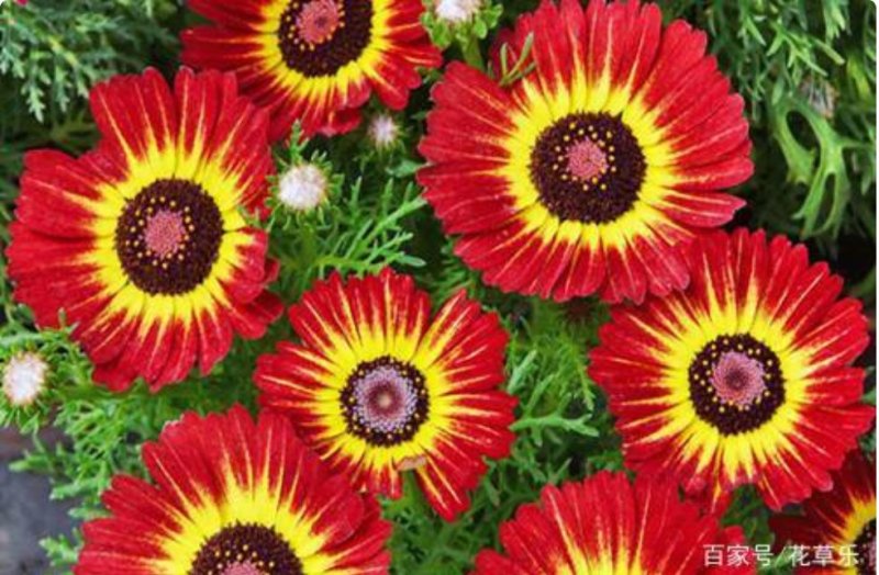 花环菊种子混色花卉种子景观绿化草花种子四季易