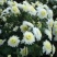 花环菊种子混色花卉种子景观绿化草花种子四季易