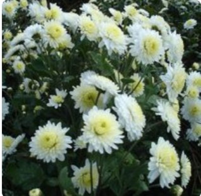 花环菊种子混色花卉种子景观绿化草花种子四季易