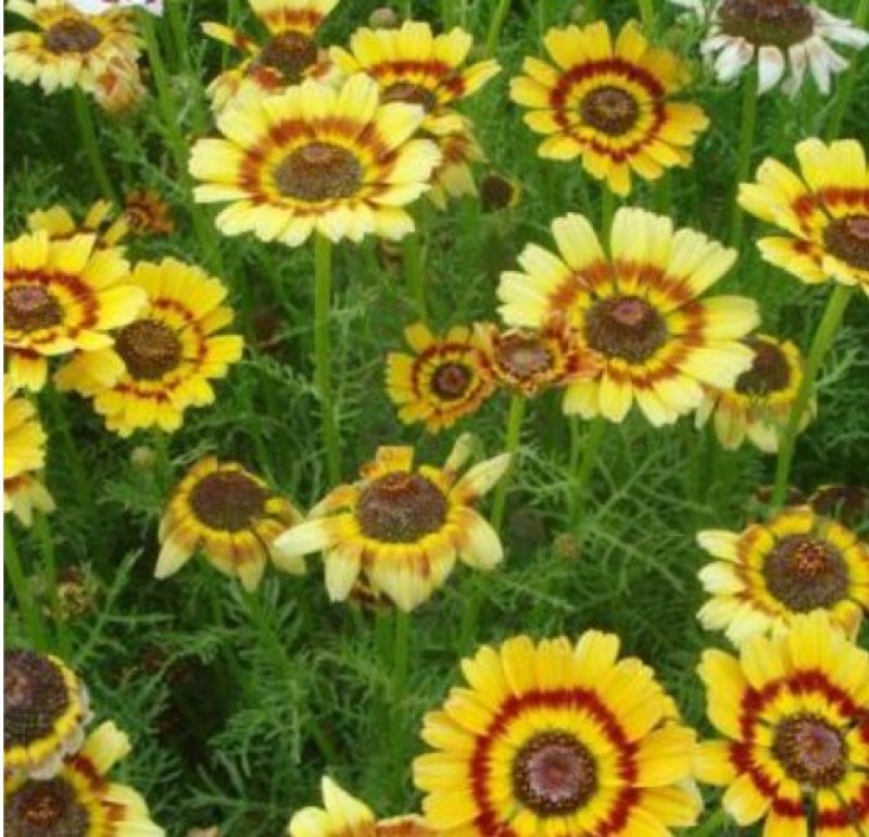 花环菊种子混色花卉种子景观绿化草花种子四季易