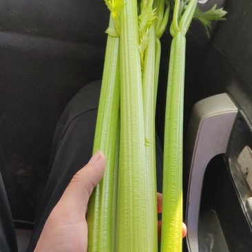 芹菜