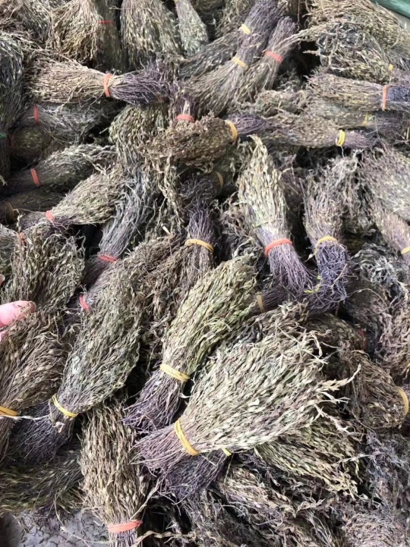 新到独脚金价格优惠，需要联系