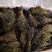新到独脚金价格优惠，需要联系