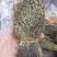 新到独脚金价格优惠，需要联系